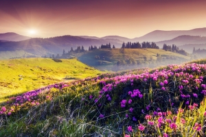 丘陵,花卉,粉色的鲜花,树木,太阳,自然风景4K壁纸