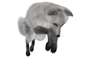 狐狸雪狐银狐白色狐高清PNG透明动植物动物设计素材免费下载