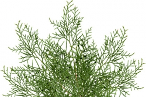 侧柏叶 绿色植物叶子