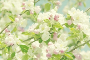 白粉色樱花野花