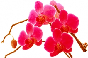 七夕鲜艳玫红梅花