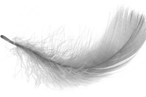 灰色羽毛元素高清PNG透明免扣设计素材免费下载