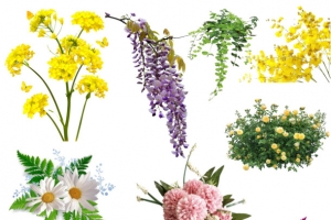 花朵素材 免扣植物素材 绿色鲜花元素素材