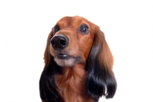 腊肠犬狗狗