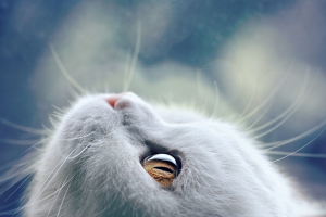 猫,眼睛,胡须,白色猫图片