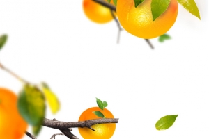 橙子水果树叶飘落素材