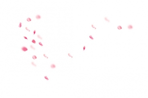 粉色花瓣
