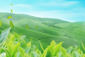 中国风大气茶园绿色背景