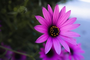 菊花 花 紫色 植物 宏观 4k壁纸 3840x2160