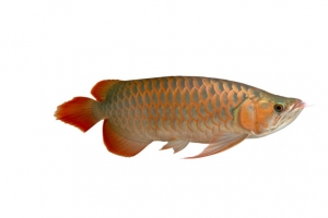 金龙鱼png