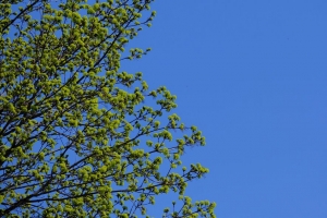 树 树枝 天空 春天 极简主义 4k壁纸 3840x2160