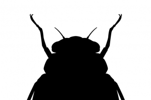 昆虫蝉知了PNG图片