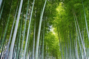 竹林 竹子 竹叶4k高清壁纸