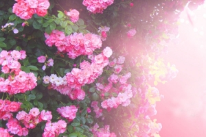 夏季促销鲜花背景