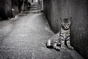 黑白照片墙角的小猫海报背景