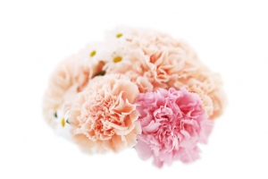 粉色康乃馨高清PNG透明漂浮花瓣设计素材免费下载