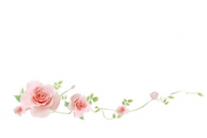 玫瑰花簇漂浮玫瑰花