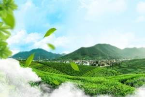 清新茶园全屏海报banner