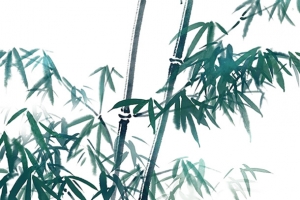 手绘植物图