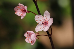春天的桃花开