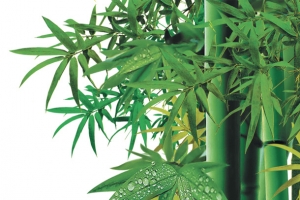 清晨竹林