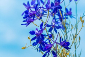 百灵草田 花 植物 开花 野生 4k壁纸 3840x2160
