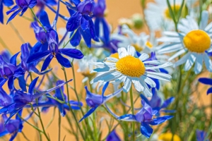 洋甘菊 consolida 花 花束 田野 4k壁纸 3840x2160