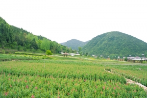 绿色美景