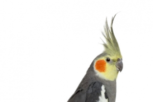 灰色鹦鹉