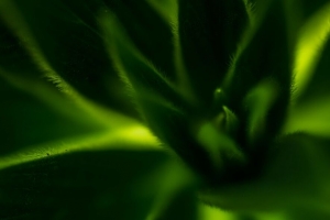 植物 叶子 微距 绿色 4k壁纸 3840x2160