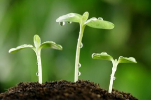 清新小草绿色背景图