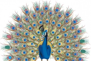 孔雀开屏古典花纹底纹