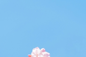 春天樱花4k手机壁纸竖屏