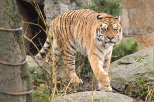 老虎 动物 捕食者 大猫 野生动物 4k壁纸 3840x2160