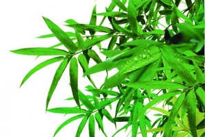 绿色清新竹叶风景露珠端午