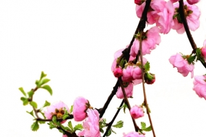 桃花朵朵 免扣png桃花