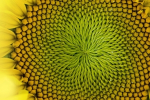 向日葵 花 宏 花瓣 水滴 黄色 4k壁纸 3840x2160