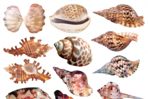 棕色海螺合集