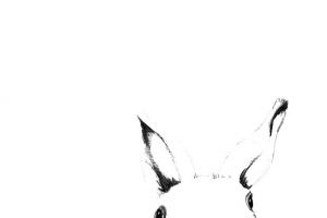 兔子