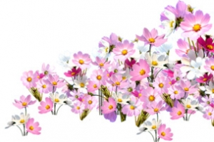 高清成堆摄影花朵