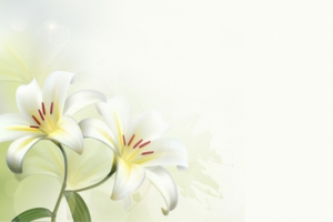百合花清新背景banner