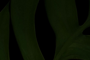 叶子 绿色 深色 微距 植物 4k壁纸 3840x2160