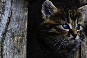 小猫 猫 蓝眼睛 可爱的 4k壁纸 3840x2160