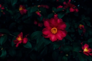 花 粉红色 开花 灌木 植物 4k壁纸 3840x2160