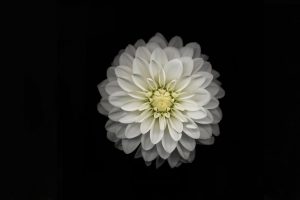 白色花瓣图片