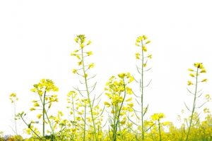 油菜花瓣免抠PNG