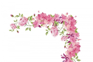 粉色的花朵