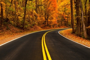 秋季树林道路背景