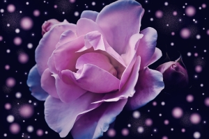 粉红色玫瑰花 幻想 梦幻 4K壁纸