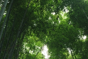 茂密绿色竹林5K风景手机壁纸竖屏护眼